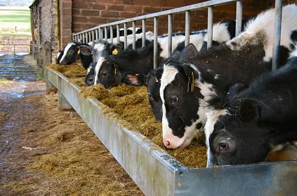 Cargill Data Helps Farmers Make Happier Cows That Make More Milk